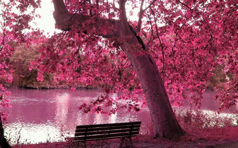 Spring Season Trees Pink Purple Spring Season Paradise