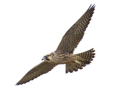Falcon Png Transparent Image Download Size 925x864px