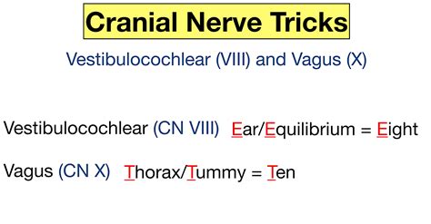 cranial nerves mnemonic function labeled names in order definition — ezmed