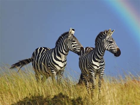 Beautiful Wallpapers: zebra rare pictures collection