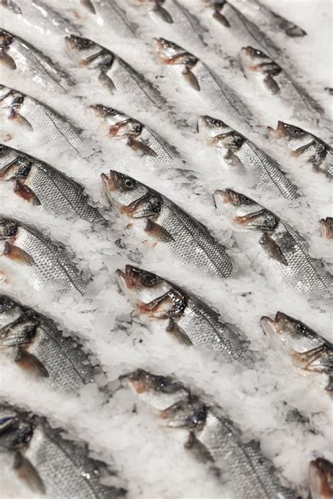 Fresh Fish On Ice Stock Photo Image Of Grocery Cuisine 30104158