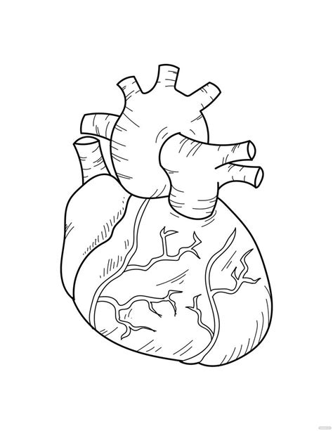 Human Heart Coloring Page In Illustrator Pdf Svg  Eps Png