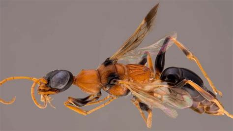 ‘dementor Wasp Turns Cockroaches Into Zombies Wasp Insects Insects Names