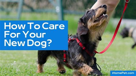 How To Care For Your New Dog 10 Easy Ways To Do So