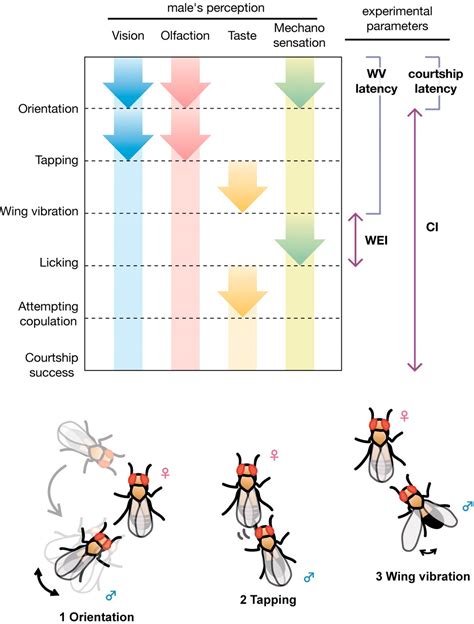Measurement Of Courtship Behavior In Drosophila Melanogaster