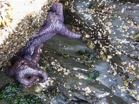 Purple Sea Stars At Low Tide On Orcas Island Laurie In Baltimore