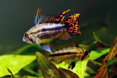 South American Cichlids 6 Colorful Species For Beginners Aquariadise