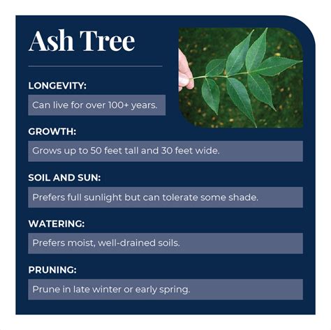 Ash Tree And Leaves A Complete Guide Arbor Masters