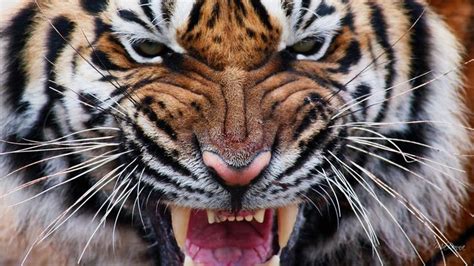 Tiger Eyes Iv Fierce Ferocious Wild Animal Stripe 1920x1080 Big Cats