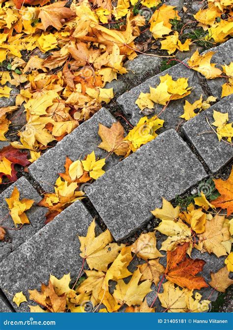 Autumn Leaves On Stone Steps Stock Image Image Of Steps September
