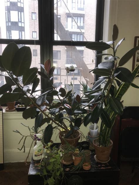 You can avoid frequent repotting too. Ask a Question forum→Root bound Rubber Tree - Garden.org