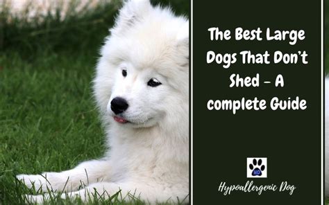 The Best Large Dogs That Dont Shed — A Complete Guide Hypoallergenic Dog