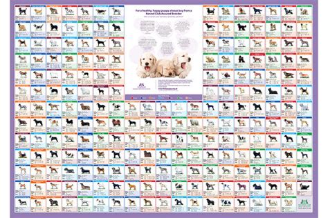 A Z Pedigree Dog Breed Poster The Kennel Club