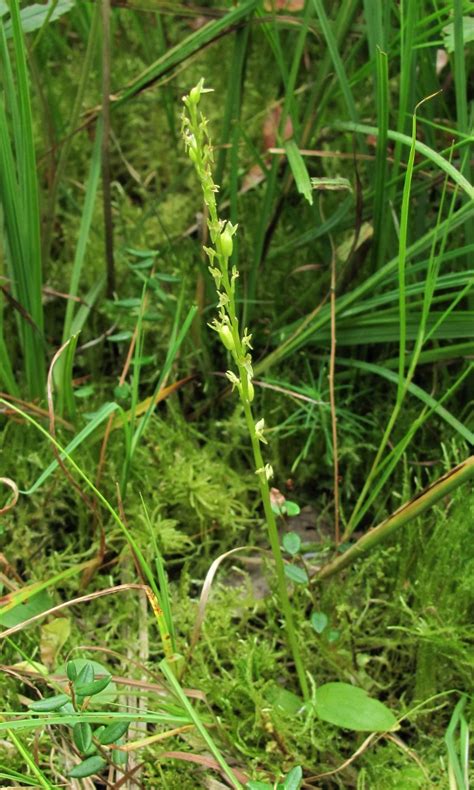 It was originally named ophrys paludosa by carl linnaeus. Hammarbya paludosa - Изображение особи - Плантариум