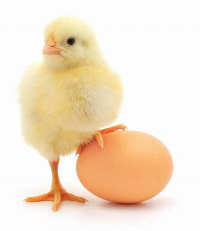 Egg Mom Chick Eggs Hole Mother Into
