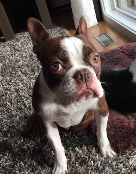 Located in the historic south end neighborhood of boston, massachusetts, arl's boston animal care & adoption center is a critical resource for animals and. Boston Terrier Rescue Miami | PETSIDI