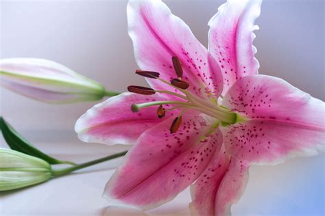 We did not find results for: Hoa ly (lily) và những điều thú vị có thể bạn chưa biết ...