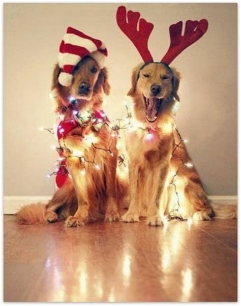 9 Completely Insane Dog Christmas Cards And 1 Perfect One Rover Blog