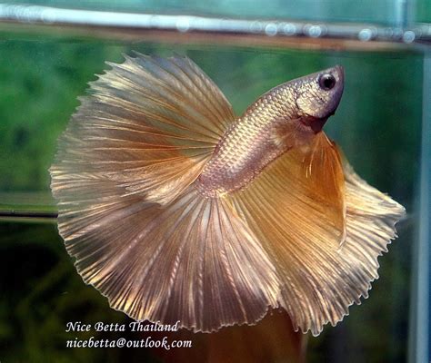 Aquashella was an awesome trip/event and you should def try and go if you. The most expensive betta fish - Nice Betta Thailand.CO.,LTD
