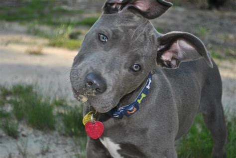 Up close to a french bulldog. 58 best images about Labrabulls/pitador on Pinterest ...