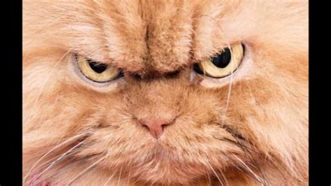 Angry Cat Animal Ringtones Sfx Youtube