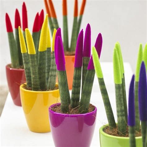 Leaves color green, colored artificially in shiny colors: Sansevieria Velvet Touch Plants - Pack of THREE assorted ...