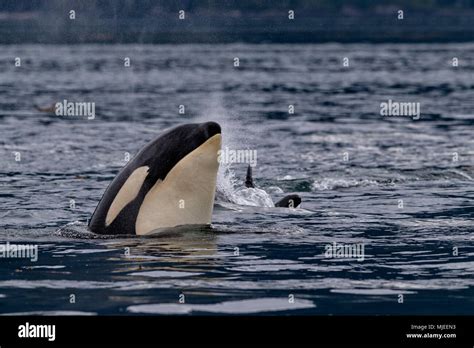 Las Orcas Residentes Del Norte Spyhopping Delante De La Isla De