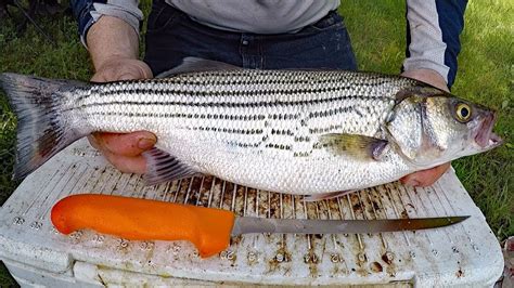 Catch And Cook Striped Bass Catching Cleaning And Cooking Striper Youtube