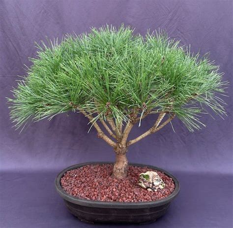 Japanese Red Pine Bonsai Tree Pinus Densi Globosa