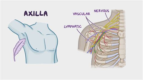 Axilla Upper Limb Anatomy Youtube