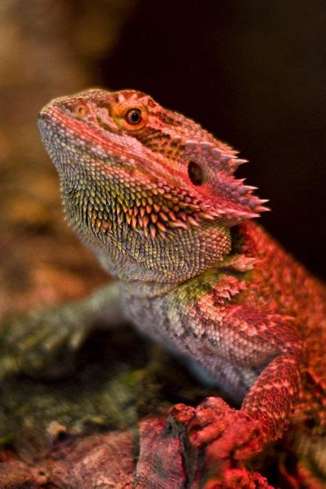 32 Bearded Dragons Ideas Bearded Dragon Reptiles And Amphibians Beard