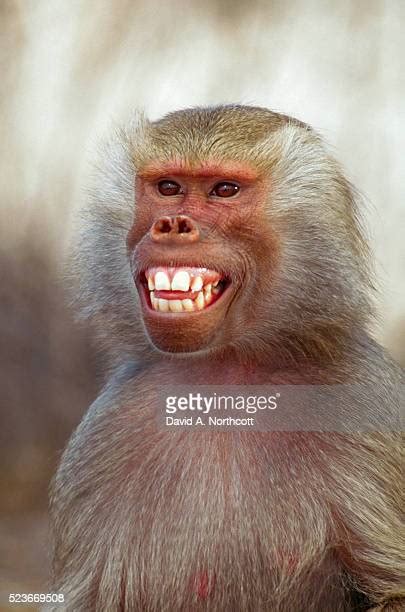 Monkey Showing Teeth Photos And Premium High Res Pictures Getty Images