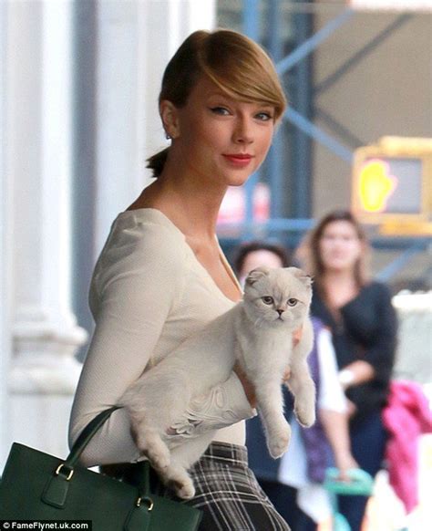 Taylor And Olivia Olivia Is A Cute Scottish Fold Taylor Swift Cat