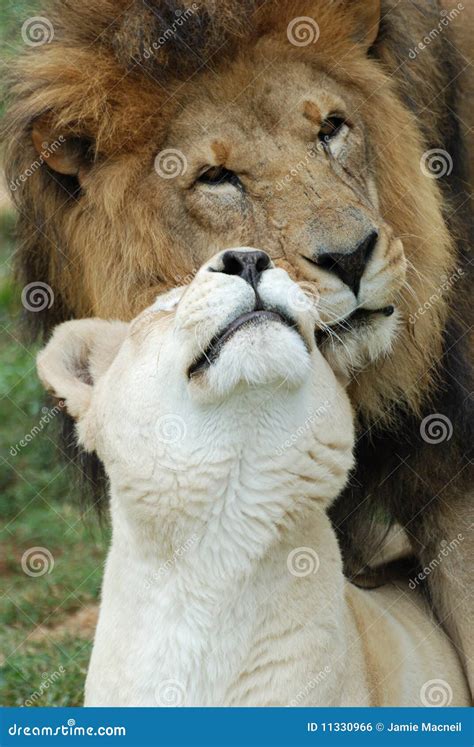 Lions In Love Royalty Free Stock Image Image 11330966