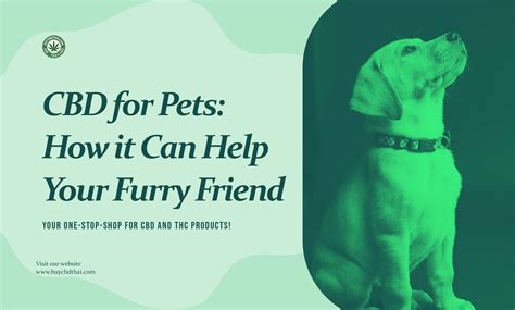 CBD for Pets: How it Can Help Your Furry Friend – Buy CBD products