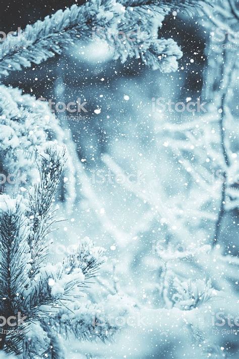 Winter Scene Snow Falling On Frosted Pine Branches Covered With