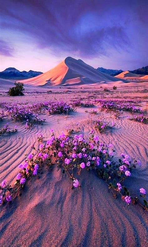 Desert Bloom Amazing Nature Beautiful Pictures Beautiful World