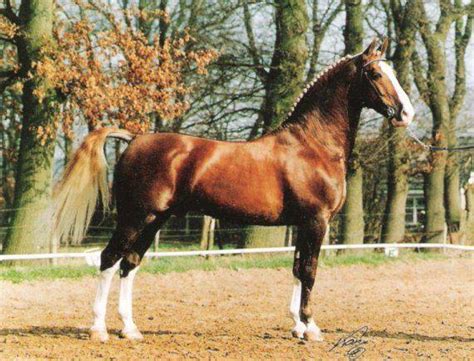 horse breeds stableexpress