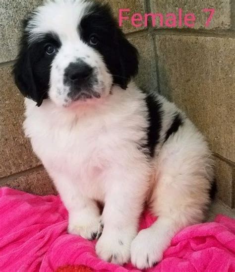 We offer the tools and training you and your dog. St. Bernard Puppies For Sale | Richmond, VA #297560