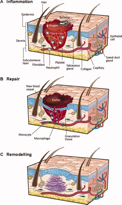 Three Classical Phases In Adult Skin Wound Healing A A Fibrin Clot