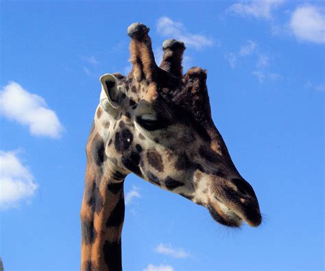 žirafa Núbijská Zoo Jihlava