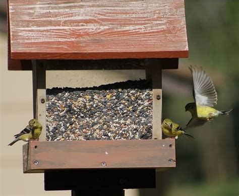 The Basics Of Backyard Bird Feeding — Seattles Favorite Garden Store