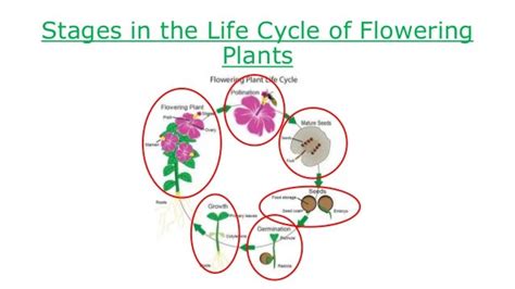 Flowering Plant Life Cycle Diagram