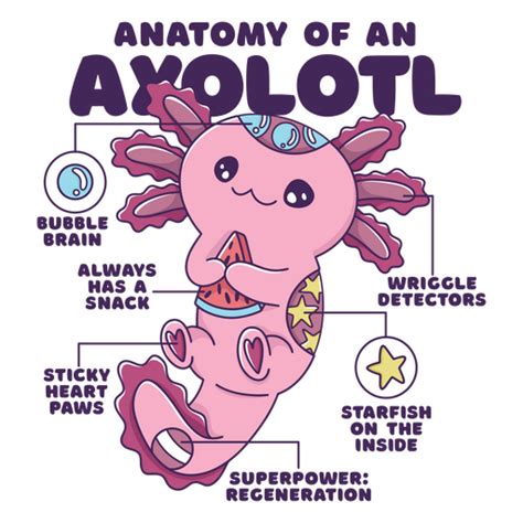 Anatomy Of An Axolotl Png And Svg Design For T Shirts