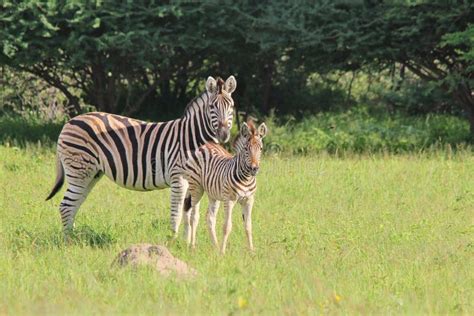 Zebra Wildlife Babies And Moms Motherly Love Stock Image Image Of