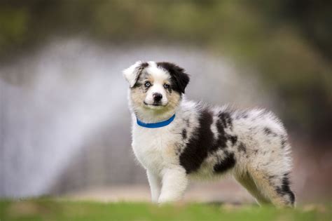 Fascinating Facts About The Australian Shepherd Labrador