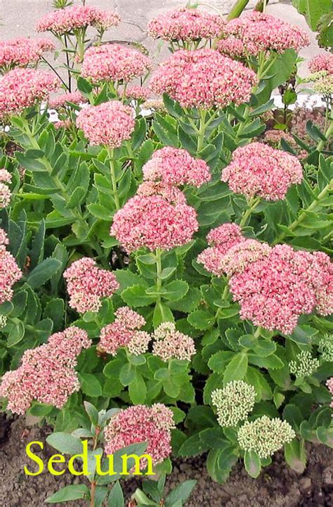 Find perennial flowers, seeds & plants in a variety of colors, textures, forms, and fragrances available at affordable prices from burpee. 10 Best Perennial flowering plants for your Backyard ...