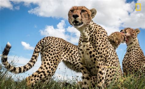 Spectacular Shots National Geographic Nature Photographer