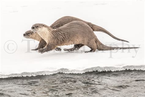 River Otters Running On Ice Tom Murphy Photography