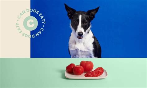 Can Dogs Eat Tomatoes Everything You Need To Know Bechewy